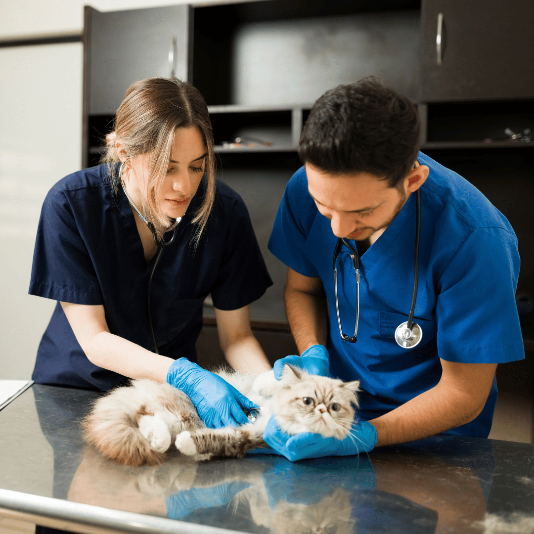TIAKI CAPITAL – Current Business Opportunities, New Zealand at Veterinary Services